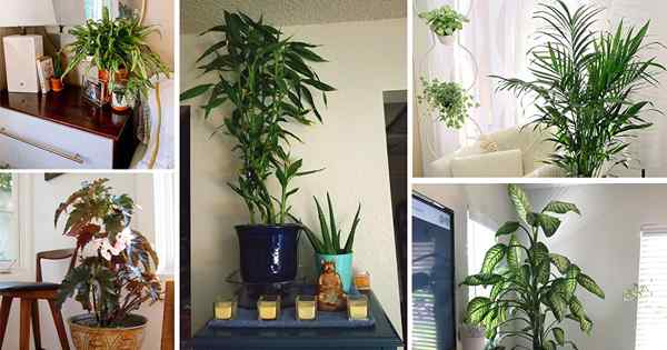 25 idées de décoration de plantes à faible luminosité