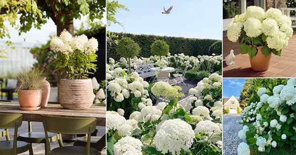 25 impressionantes fotos de flores Annabelle | Guia de cultivo de Annabelle Hydrangea