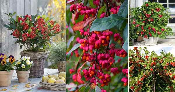 26 Piękne krzewy i krzaki z czerwonymi jagodami