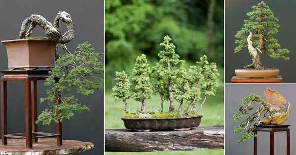 26 mejores fotos de bonsai de abeto de noruega