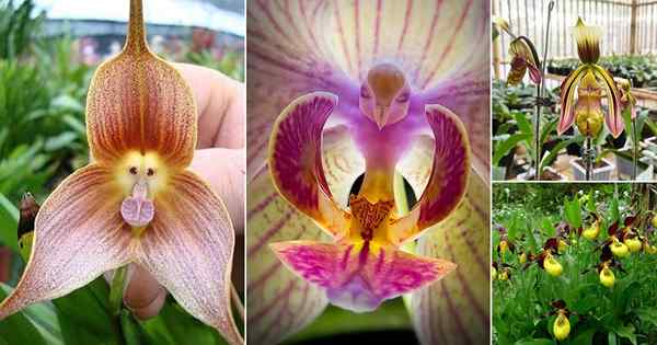 26 seltenste und einzigartigste Orchideen auf der ganzen Welt