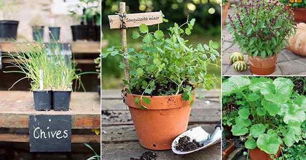 26 ervas perenes que você pode plantar uma vez e desfrutar por anos