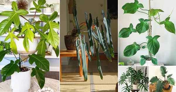 26 plantas que se parecem com Monstera, mas não são