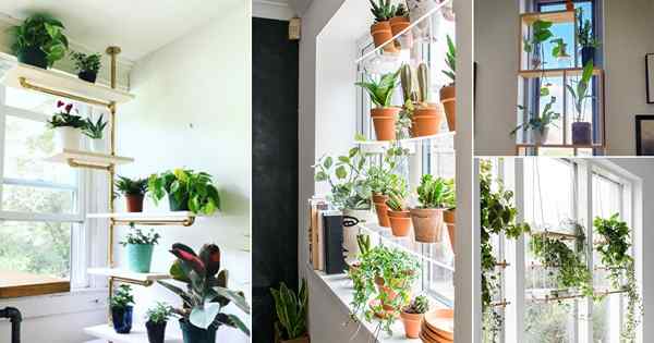 26 Ideas prácticas de estantes de ventana interior para plantas