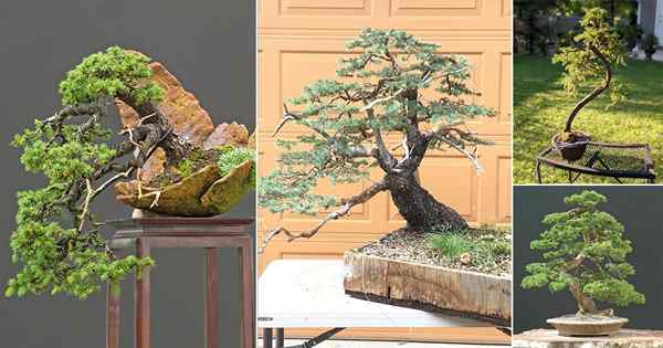 27 najlepszych czarnych świerków bonsai zdjęcia