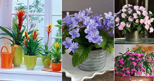 27 meilleures plantes d'intérieur à fleurs | Plantes d'intérieur qui fleurissent
