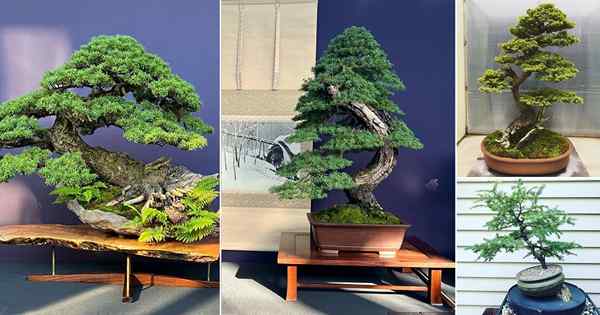 27 mejores imágenes de árboles de bonsai de Hemlock