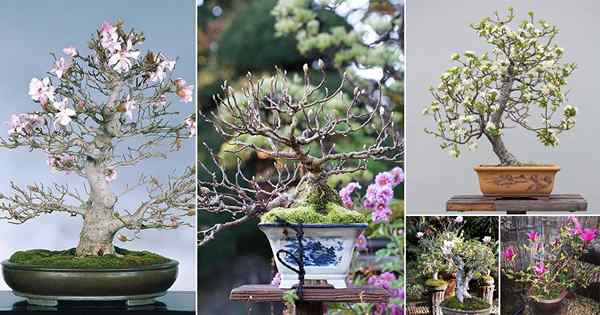 27 meilleures images d'arbre de bonsai magnolia