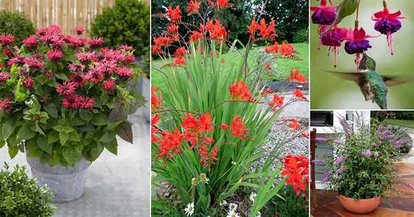 28 mejores plantas para colibríes | Flores que atraen a los colibríes