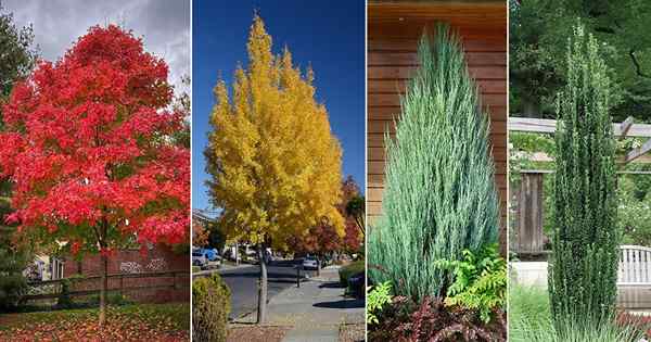 28 meilleurs grands arbres maigres | Noms d'arborescence