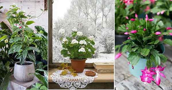 28 mejores plantas de interior de invierno | Cómo cuidar las plantas de interior en invierno