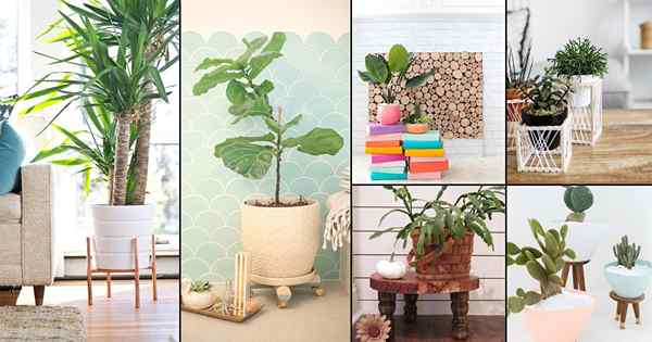 28 Risers de plantes de bricolage pour les plantes intérieures pour faire une déclaration