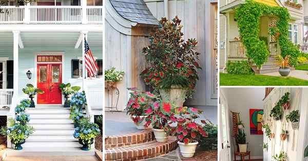 28 ideas de plantas para arreglar su entrada