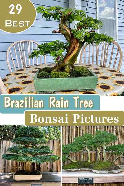 29 beste brasilianische Regenbaumbonsai Bilder