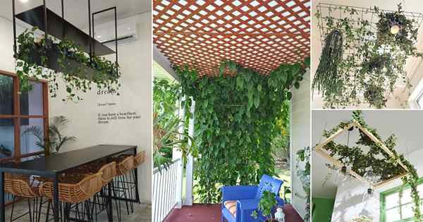 29 ideas de techo de plantas realmente únicas