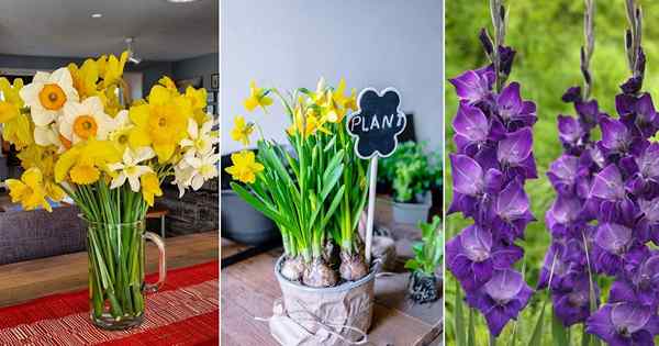 3 meilleures fleurs du mois de naissance de mars et leur signification