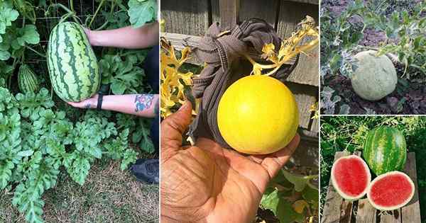30 tipos diferentes de melancias que você pode crescer