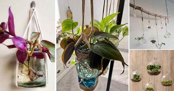 30 ideas modernas de plantador de vidrio colgante