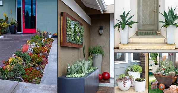 30 Ide Pintu Depan Succulent Modern