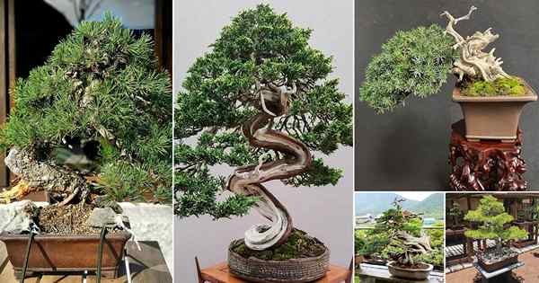 31 Beste Shohin Bonsai Tree Pictures | Chinesische Elm Shohin Bonsai