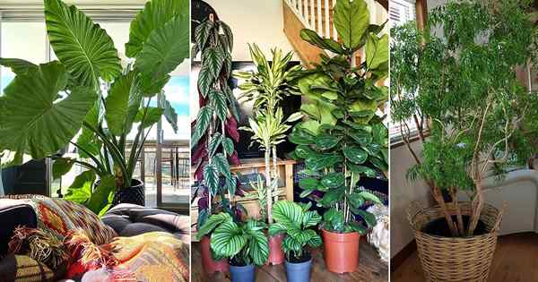 31 fotos impressionantes de árvores altas como plantas de casa