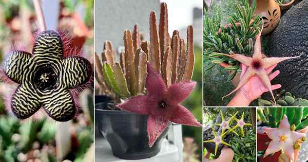 32 meilleures variétés Stapelia | Types de plantes succulentes Stapelia