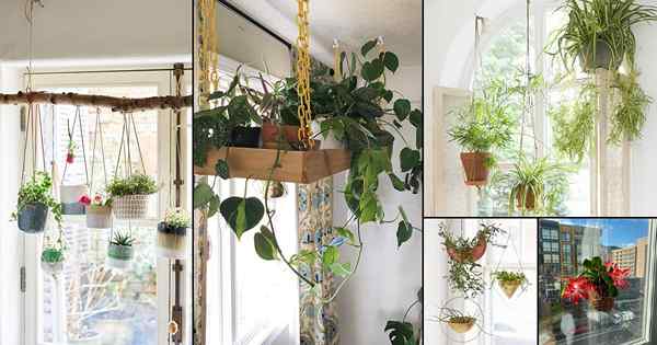 33 mejores plantas colgantes frente a las ideas de las ventanas