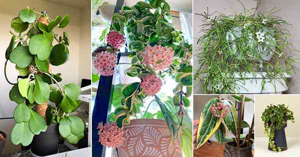 33 beliebteste Hoyas | Atemberaubende Arten und Arten von Hoya