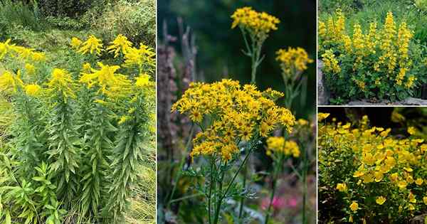 33 malezas con flores amarillas | Malas hierbas amarillas comunes