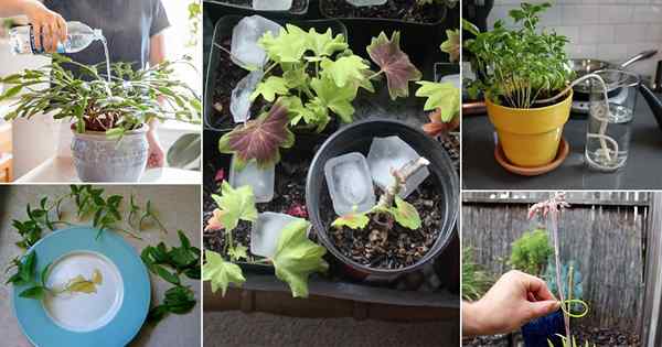 34 astuces de plante gratuites pour améliorer votre pouce vert