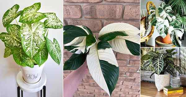 35 Superbes plantes intérieures avec des feuilles vertes et blanches