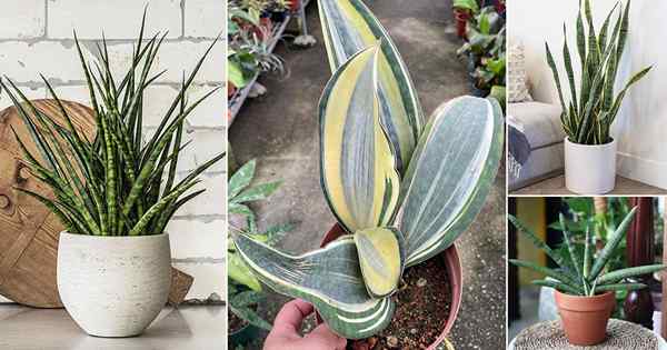 35 jenis varietas tanaman ular untuk tumbuh di dalam ruangan | Sansevierias terbaik