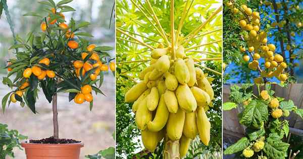 36 melhores frutas amarelas que você deve crescer no jardim