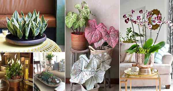 36 Idées incroyables de la pièce maîtresse de la plante d'intérieur