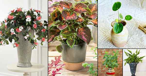 36 boutures de plantes intérieures qui ont l'air bien dans les vases