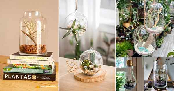 37 niesamowitych roślin powietrznych w pomysłach terrarium