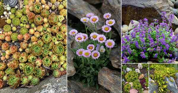 37 mejores plantas de jardín de roca que puedes cultivar