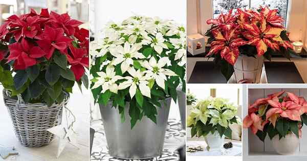 37 tipos de poinsétias Você pode crescer em ambientes fechados | Melhores variedades de poinsettia