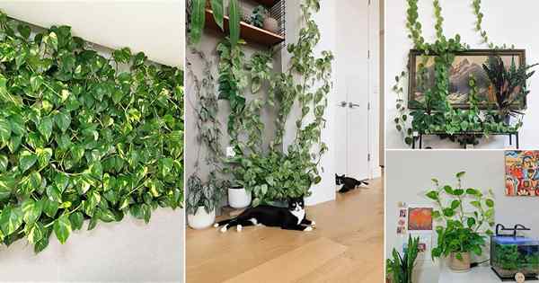 38 Superbes idées de décoration murale de Pothos | Comment décorer avec des Pothos