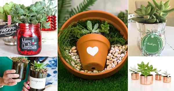 40 idées de cadeaux de bricolage pour les amoureux succulents | Meilleur cadeau succulent