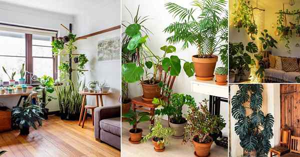 40 Ideas impresionantes de esquina de planta interior