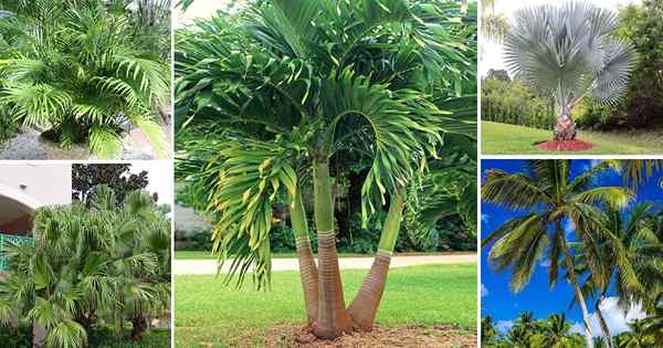 42 Pokok Palm Terbaik di Florida | Spesies pokok palma Florida