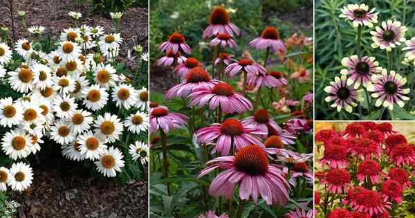 42 tipos de variedades de coneflower | Tipos de Echinacea