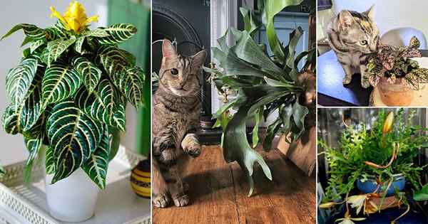 45 Tanaman Taman Kucing Terbaik | Tumbuhan dalaman yang mesra kucing