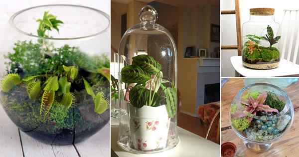 45 Tanaman Terrarium Kecil Terbaik | Tumbuhan mini untuk terrarium tertutup