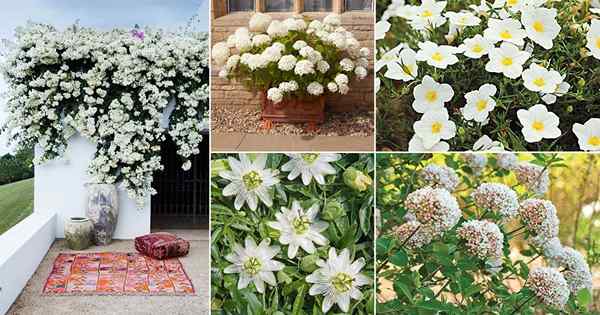 48 meilleurs types de fleurs blanches