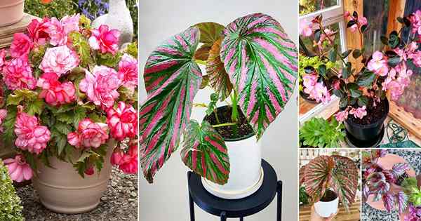 50 belles photos de bégonia rose pour vous inspirer à faire pousser la plante!