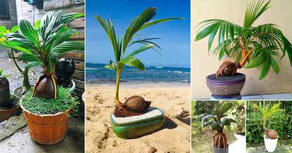 50 meilleures photos d'arbre de bonsaï à la noix de coco