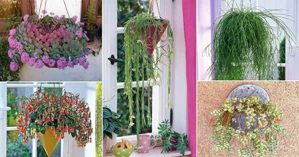 50 meilleures succulentes suspendues avec des photos