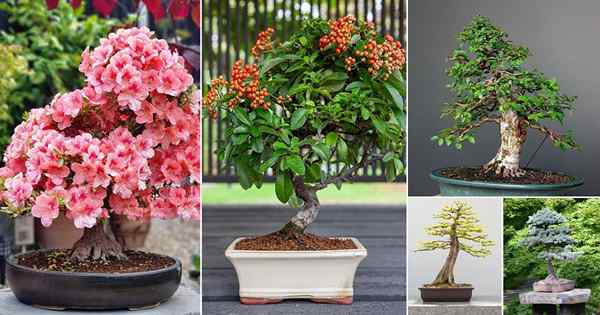 50 melhores árvores para o bonsai | Melhores plantas de bonsai